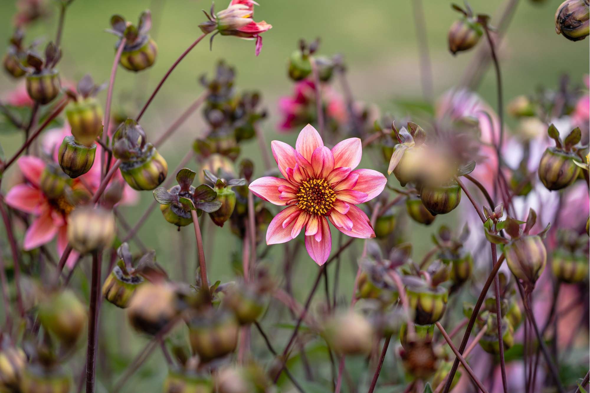 Dahlia 'Princess Nadine'